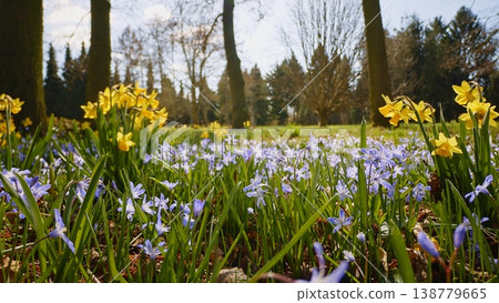 First Spring flowers in the shining sunlight, floodplain forest in early spring First Spring flowers in the shining sunlight, floodplain forest in early spring 138779665
