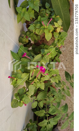 Flowering plant with pink blooms growing beside wall in small home garden Flowering plant with pink blooms growing beside wall in small home garden 138779708