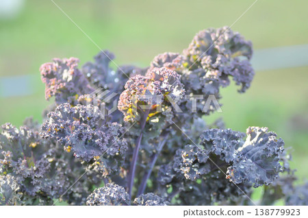 Kale , Brassicaceae or Brassica Oleracea plant or vegetable Kale , Brassicaceae or Brassica Oleracea plant or vegetable 138779923