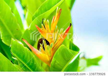 Heliconia psittacorum or Bird of paradise, Strelitzia reginae or Sterliziaceae flower or Heliconia flower or yellow flower 138779926