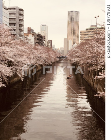 櫻花的風景 138779931