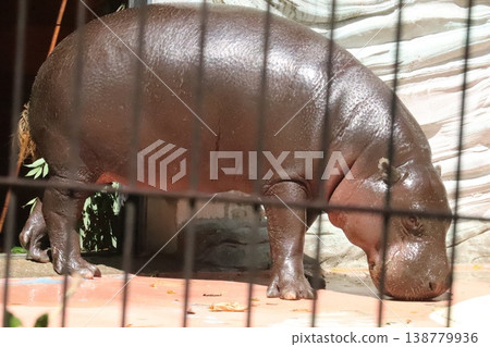 上野動物園侏儒河馬全貌 138779936