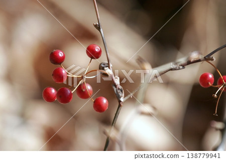 生長在東北地區枯萎枝條上的菝葜果實。 生長在東北地區枯萎枝條上的菝葜果實。 138779941