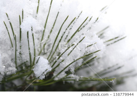 Snow-covered leaves of Japanese red pine (Pinus densiflora) in Tohoku region. 138779944