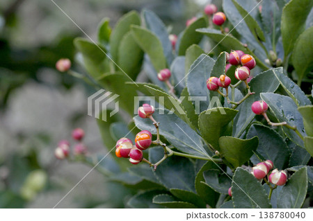 The bursting fruits of the Japanese spindle tree (Euonymus japonicus) in Tohoku region. The bursting fruits of the Japanese spindle tree (Euonymus japonicus) in Tohoku region. 138780040