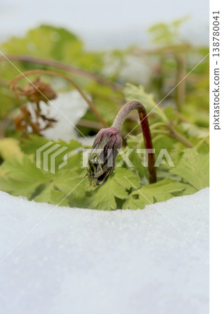 Anemone (Anemone coronaria) seedlings emerge from the snow in Tohoku region. 138780041