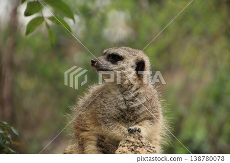 Stand up Meerkat 138780078