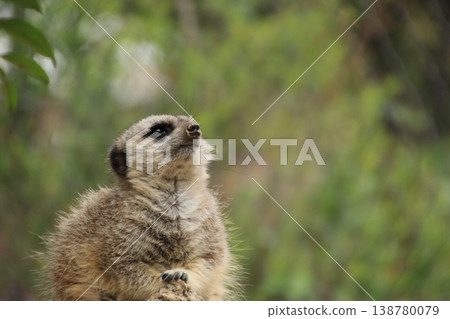 Look at me here Meerkat Look at me here Meerkat 138780079