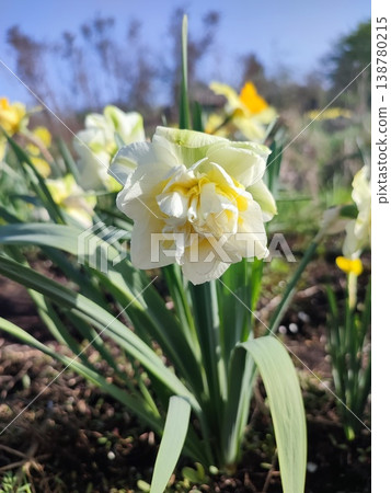 Blooming of blossoming flower of narcissus close-up. Blooming daffodil flower with white and yellow petals on green stem with leaves growing in ground on sunny spring day. Selection breeding Blooming of blossoming flower of narcissus close-up. Blooming daffodil flower with white and yellow petals on green stem with leaves growing in ground on sunny spring day. Selection breeding 138780215