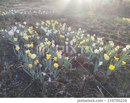 Blooming daffodil flowers with yellow, pink, white petals on green stem blooming and growing in ground in garden on sunny spring day. Selection breeding of flowers. Agricultural farming and gardening Blooming daffodil flowers with yellow, pink, white petals on green stem blooming and growing in ground in garden on sunny spring day. Selection breeding of flowers. Agricultural farming and gardening 138780226