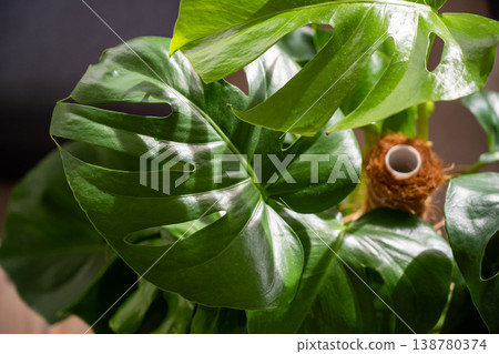 Monstera deliciosa baby small indoor plants, tropical plants with beautiful sunset light Monstera deliciosa baby small indoor plants, tropical plants with beautiful sunset light 138780374