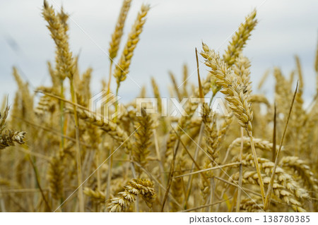 Wheat stalks in a field, fertility, farming plantation, bread wheat, copy space 138780385
