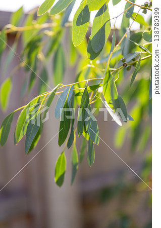 Eucalyptus green leaves tree branceh growing in the summer garden Eucalyptus green leaves tree branceh growing in the summer garden 138780399
