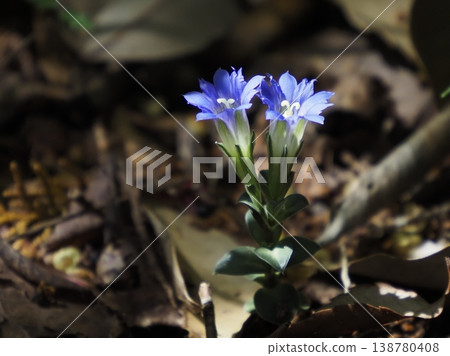 Blue gentian flowers illuminated by sunlight filtering through the trees 138780408