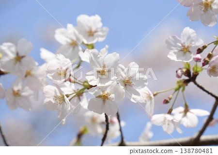 Soft cherry blossoms, Somei Yoshino, stand out against the blue sky. Soft cherry blossoms, Somei Yoshino, stand out against the blue sky. 138780481