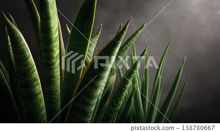 Snake plant leaves in soft natural light on textured wall background 138780667