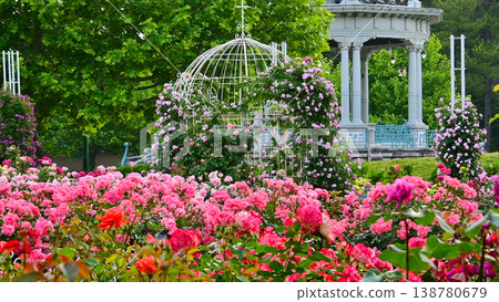 Beautiful roses in Tsurumai Park Beautiful roses in Tsurumai Park 138780679
