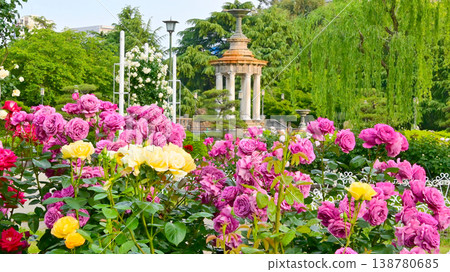 鶴舞公園裡美麗的玫瑰 鶴舞公園裡美麗的玫瑰 138780685