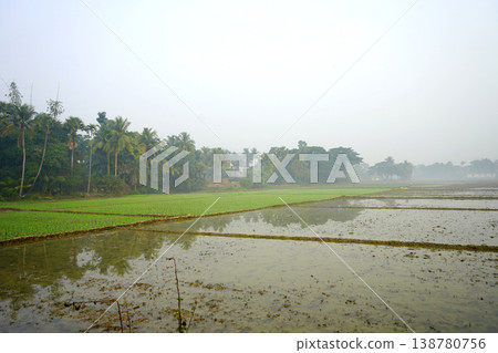 Paddy fields reflecting the sky in a rural Bengal landscape during the morning mist 138780756