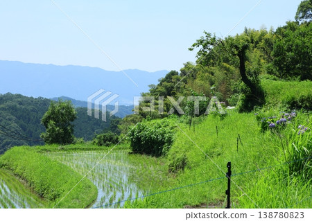 Beautiful rice terraces in summer Beautiful rice terraces in summer 138780823