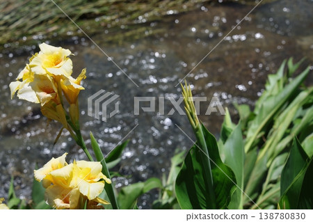 河邊盛開的花 河邊盛開的花 138780830