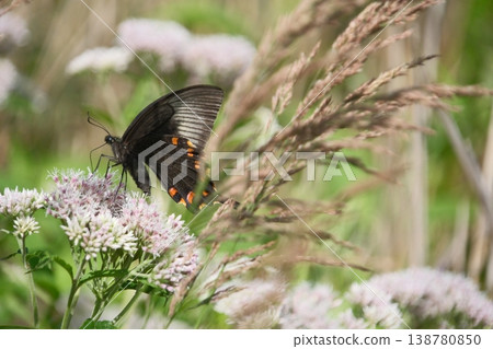 A swallowtail butterfly feeding on nectar from a four-leaved eupatorium flower; its black wings and blue sheen are striking. A swallowtail butterfly feeding on nectar from a four-leaved eupatorium flower; its black wings and blue sheen are striking. 138780850