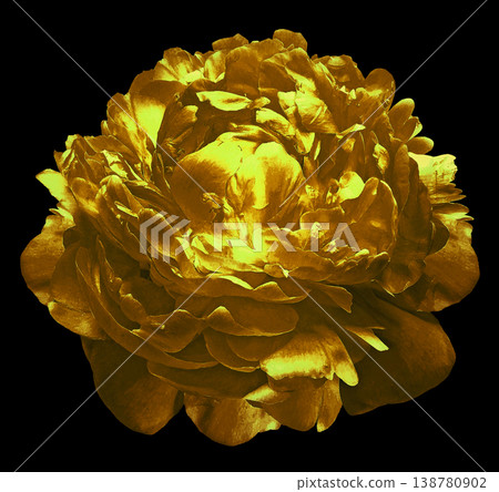 Yellow peony flower on black isolated background with clipping path. Closeup. For design. Nature. Yellow peony flower on black isolated background with clipping path. Closeup. For design. Nature. 138780902