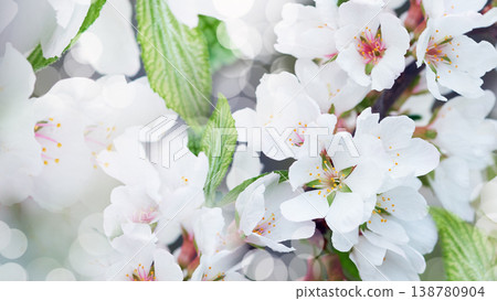 Jasmine flowers. Floral white background. Petals jasmine. Close-up. Nature. Jasmine flowers. Floral white background. Petals jasmine. Close-up. Nature. 138780904