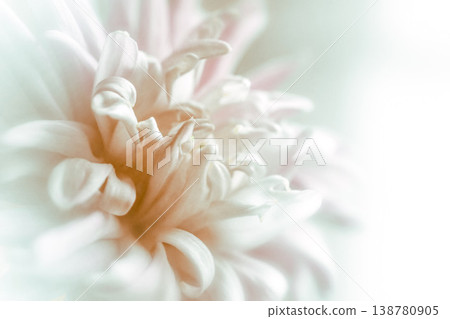 Blurred chrysanthemum flower with soft focus. A flower on a light foggy background. Close-up. Nature. Close-up. Nature. Blurred chrysanthemum flower with soft focus. A flower on a light foggy background. Close-up. Nature. Close-up. Nature. 138780905