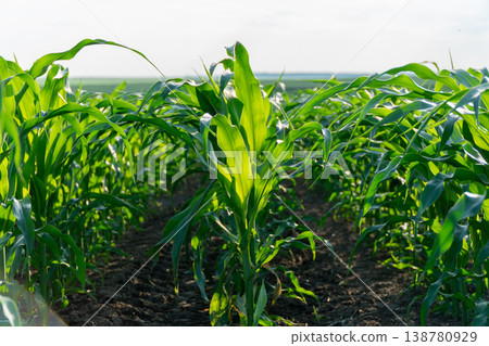 Corn plants grow tall in neat rows under sunny sky on a warm summer day in agricultural field with rich soil and open space 138780929