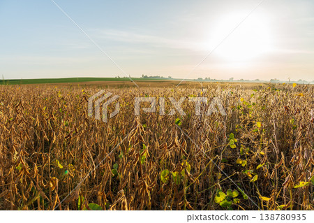 Mature soybean plants fill the field as the sun sets in the background, indicating a time of growth and harvest approaching in rural land Mature soybean plants fill the field as the sun sets in the background, indicating a time of growth and harvest approaching in rural land 138780935