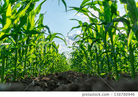 Tall corn plants stand in straight rows under a blue sky with few clouds during a sunny day in a large agricultural field Tall corn plants stand in straight rows under a blue sky with few clouds during a sunny day in a large agricultural field 138780946