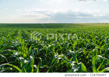 Corn plants grow in a large field with green leaves stretching towards the sky during the day and sunlight covering the area Corn plants grow in a large field with green leaves stretching towards the sky during the day and sunlight covering the area 138780947