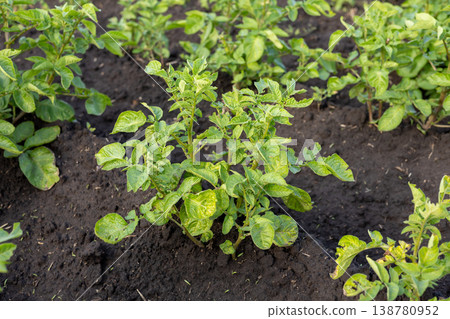 Potato plants are present in the soil, showing green leaves and healthy growth in a garden setting under sunlight Potato plants are present in the soil, showing green leaves and healthy growth in a garden setting under sunlight 138780952