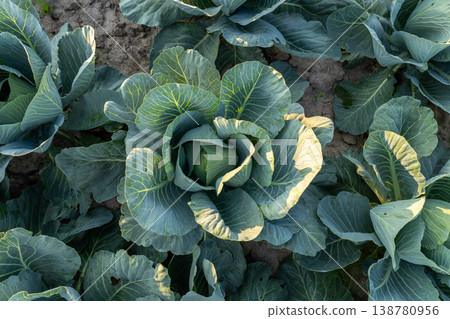Ripe head of cabbage is surrounded by healthy green leaves in a field under sunlight during daytime. Cabbage grows in soil Ripe head of cabbage is surrounded by healthy green leaves in a field under sunlight during daytime. Cabbage grows in soil 138780956