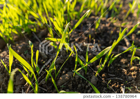 Winter wheat sprouts emerge from rich soil in a field under sunlight during the spring season, showing new growth and vitality Winter wheat sprouts emerge from rich soil in a field under sunlight during the spring season, showing new growth and vitality 138780964
