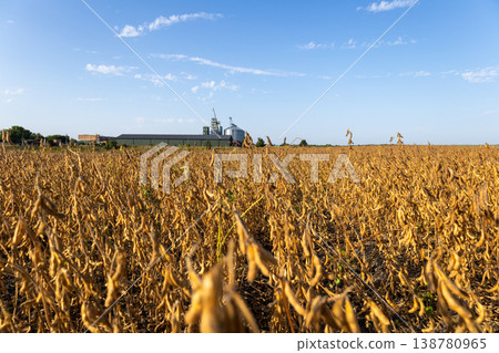 A field of yellow soybeans stands ready for harvest while a processing facility is visible in the background under a clear sky 138780965