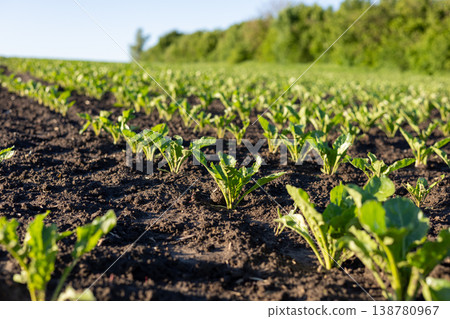 Sugar beet plants grow in neat rows on dark soil in a large field during the bright spring season with blue sky 138780967