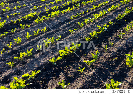 Rows of small sugar beet plants are growing in rich soil under bright sunlight on a farm during the day 138780968