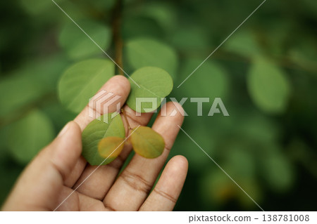 Harmony, Authentics, Human hand gently touching leaf, human connect nature 138781008