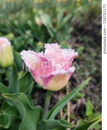 Tulip. Blooming tulip flower. Blooming tulip flower with pink petal in inflorescence on sunny spring morning. Blooming of blossoming pink tulip flower growing ground. Natural background 138781171