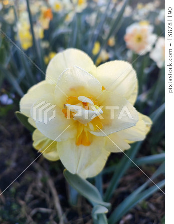 Narcissus. Flower narcissus. Blooming narcissus flower with many yellow petals in inflorescence close-up. Blooming daffodil flower with green leaves growing in the ground on a spring morning 138781190