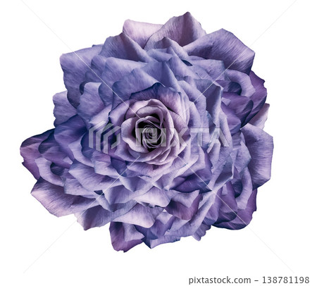 Flower rose on white isolated background with clipping path. Closeup. For design. Nature. Flower rose on white isolated background with clipping path. Closeup. For design. Nature. 138781198