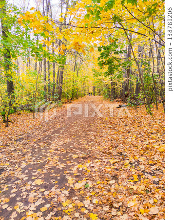 Golden autumn landscape. The road is strewn with yellow autumn leaves in the park. Golden autumn landscape. The road is strewn with yellow autumn leaves in the park. 138781206
