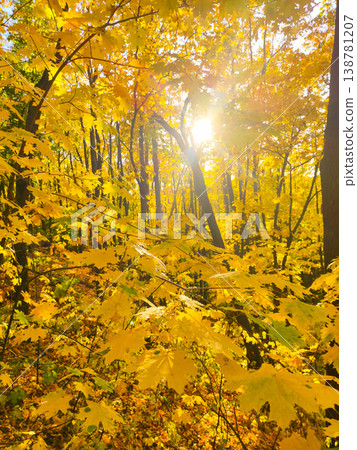 Background of yellow maple leaves. A sunny autumn day. Autumn season. Background of yellow maple leaves. A sunny autumn day. Autumn season. 138781207