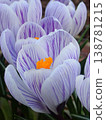 Crocuses, flowers that signal the arrival of spring 138781215