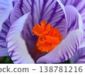 Crocuses, flowers that signal the arrival of spring 138781216