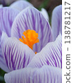 Crocuses, flowers that signal the arrival of spring 138781217