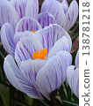 Crocuses, flowers that signal the arrival of spring 138781218