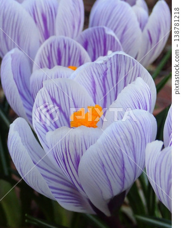 Crocuses, flowers that signal the arrival of spring Crocuses, flowers that signal the arrival of spring 138781218